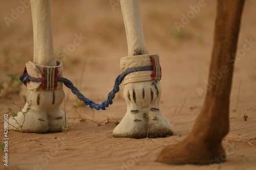 Camel legs with quite unique shoes
