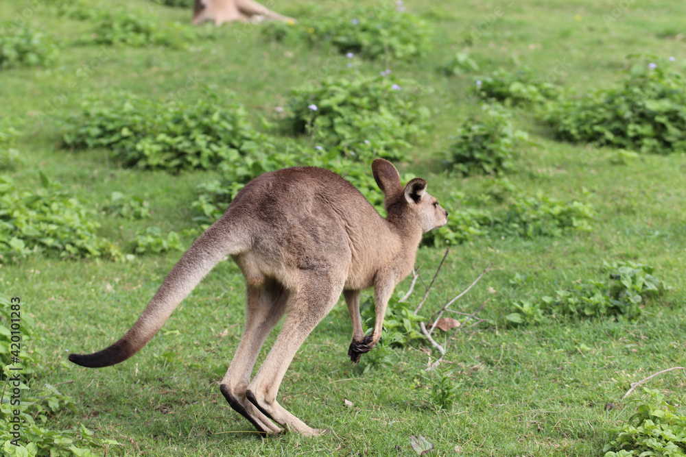 kangaroo and baby kangaroo and baby