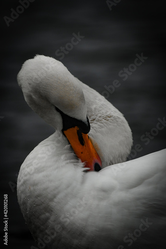 White swan from Veltava river