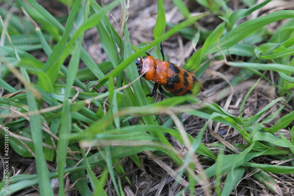 Fototapeta premium ladybug on grass