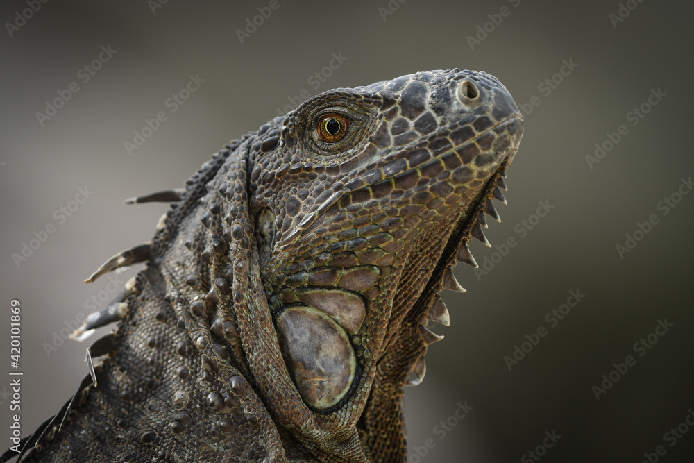Fototapeta premium close up of iguana