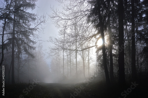 Nebelstimmung im Wald