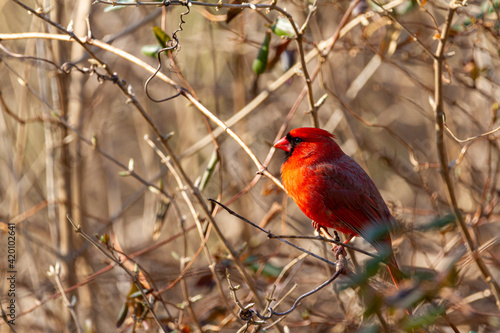 Close up image of a male northern cardinal (Cardinalis cardinalis) perching in a bush in Maryland, USA in winter. This bright red song bird has black face mask and distinctive crest