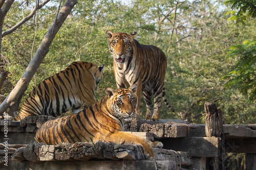 Group bengal tiger is stay on the wood floor in garden