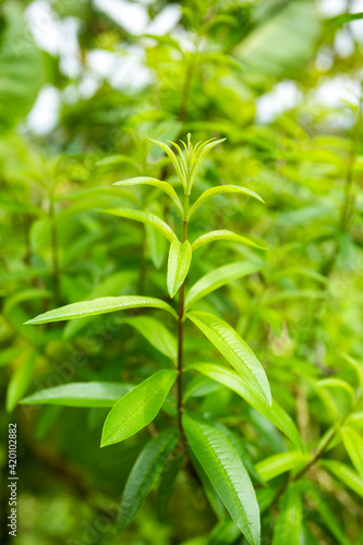 Lemon verbena aromatic foliage - Aloysia citrodora
