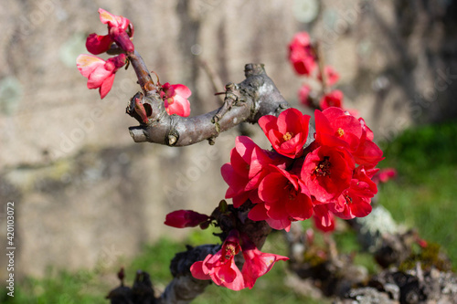 Flor roja brotando en primavera