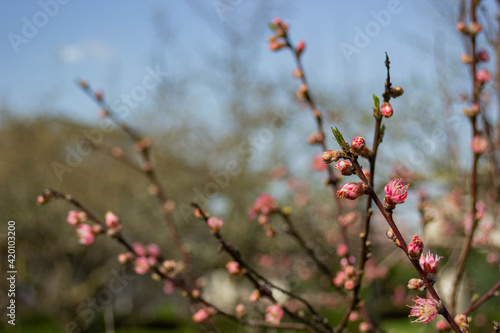 Ramas de cerezo rosa en flor en primavera