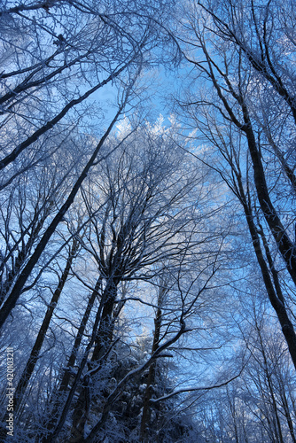 Icy wood against blue sky