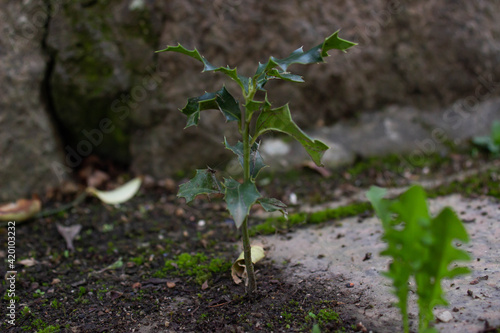 Brote de acebo (ilex aquifolium)