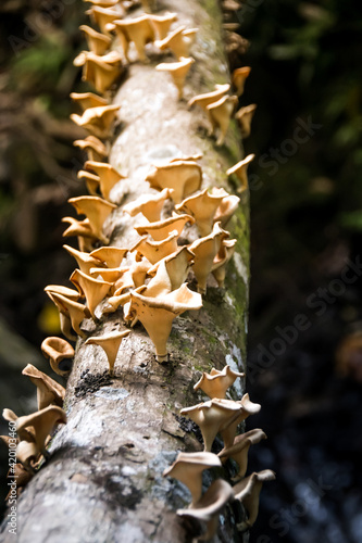Magic mushrooms on tree