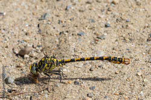 Bilde på lerret male small pincertail dragonfly basking on gravel showing its fearsome claspers