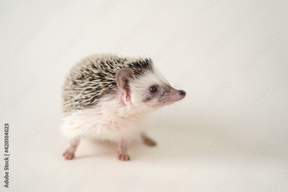 Hedgehog. Pygmy house hedgehog. African white-bellied hedgehog close-up on a light beige background.Pets. gray little hedgehog.Atelerix albiventris Hedgehog. Pygmy house hedgehog. African white-bellied hedgehog close-up on a light beige background.Pets. gray little hedgehog.Atelerix albiventris