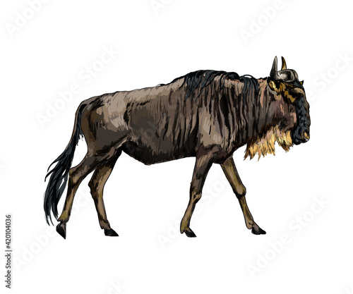 Wildebeest from a splash of watercolor  colored drawing  realistic. Vector illustration of paints