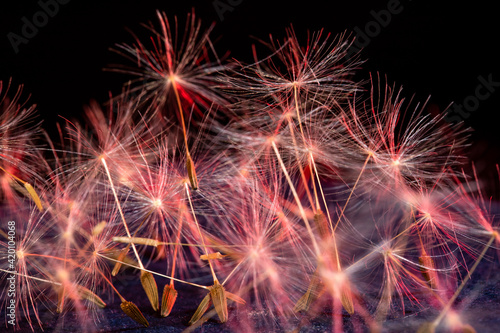 many dandelion seeds in red light  background