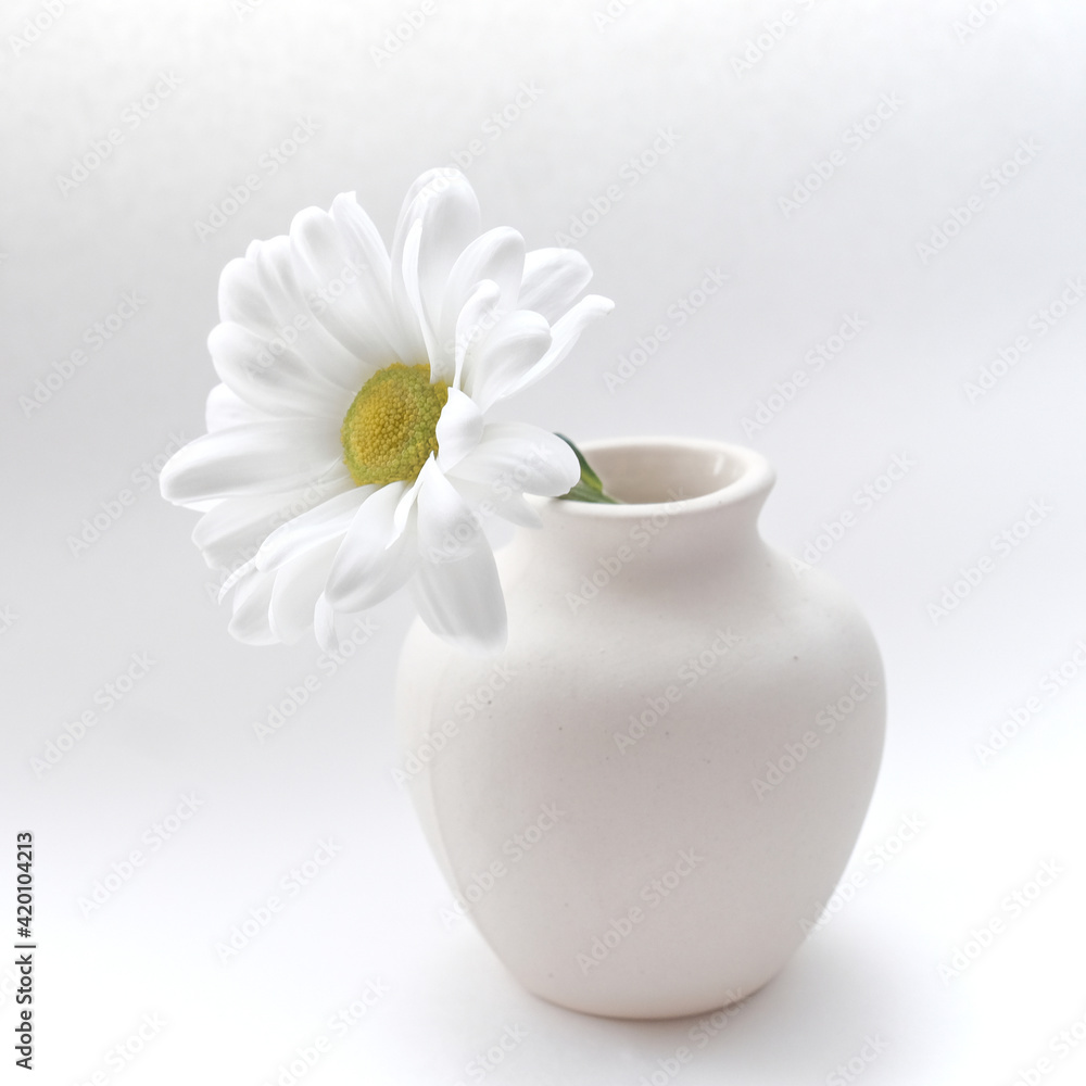 beautiful white and yellow daisies in a white matte vase beautiful white and yellow daisies in a white matte vase