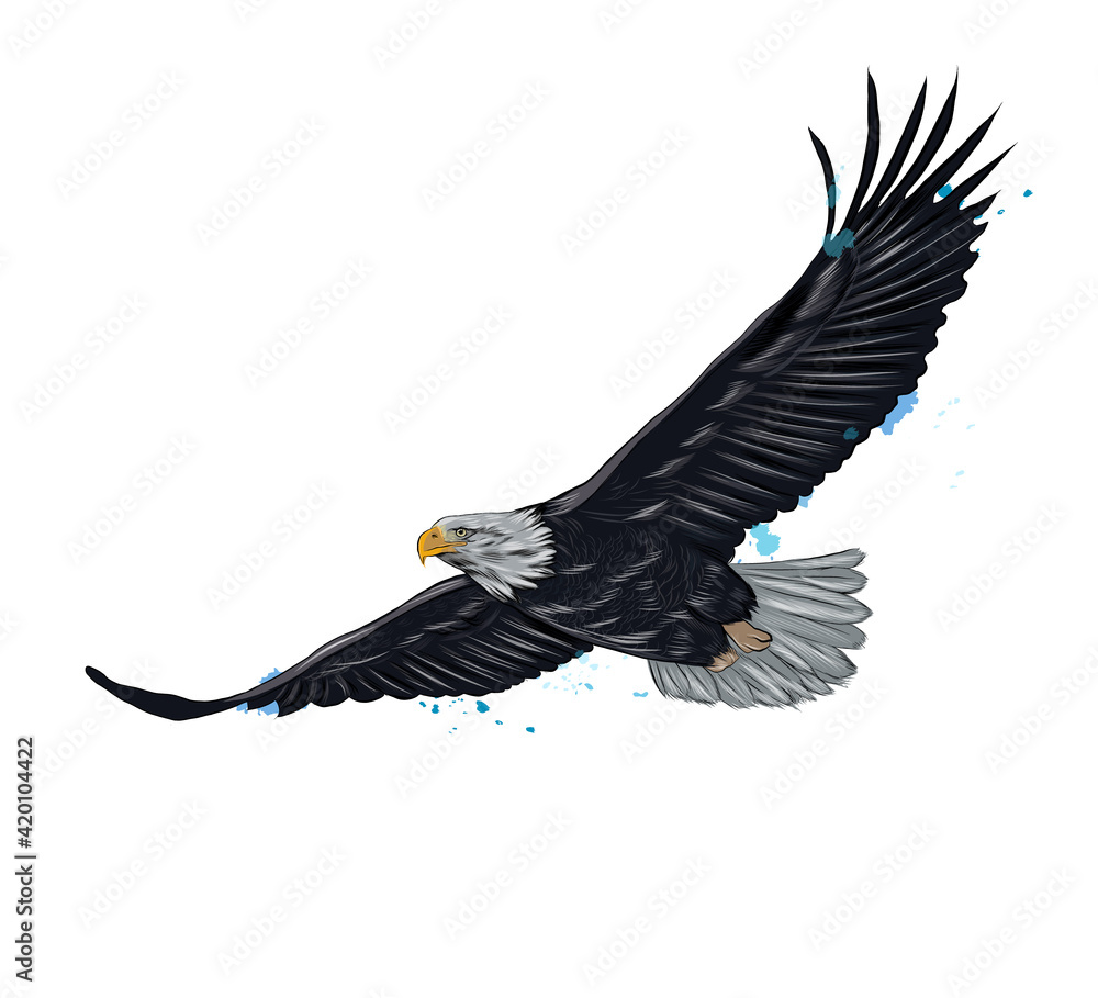 Flying bald eagle from a splash of watercolor, colored drawing