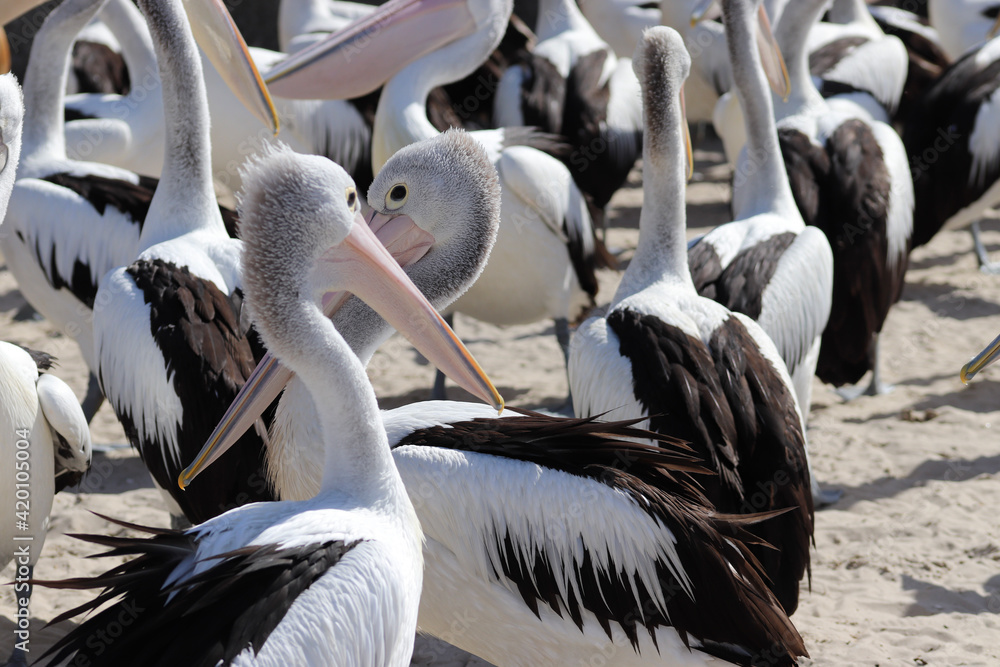 Fototapeta premium pelicans on a rock