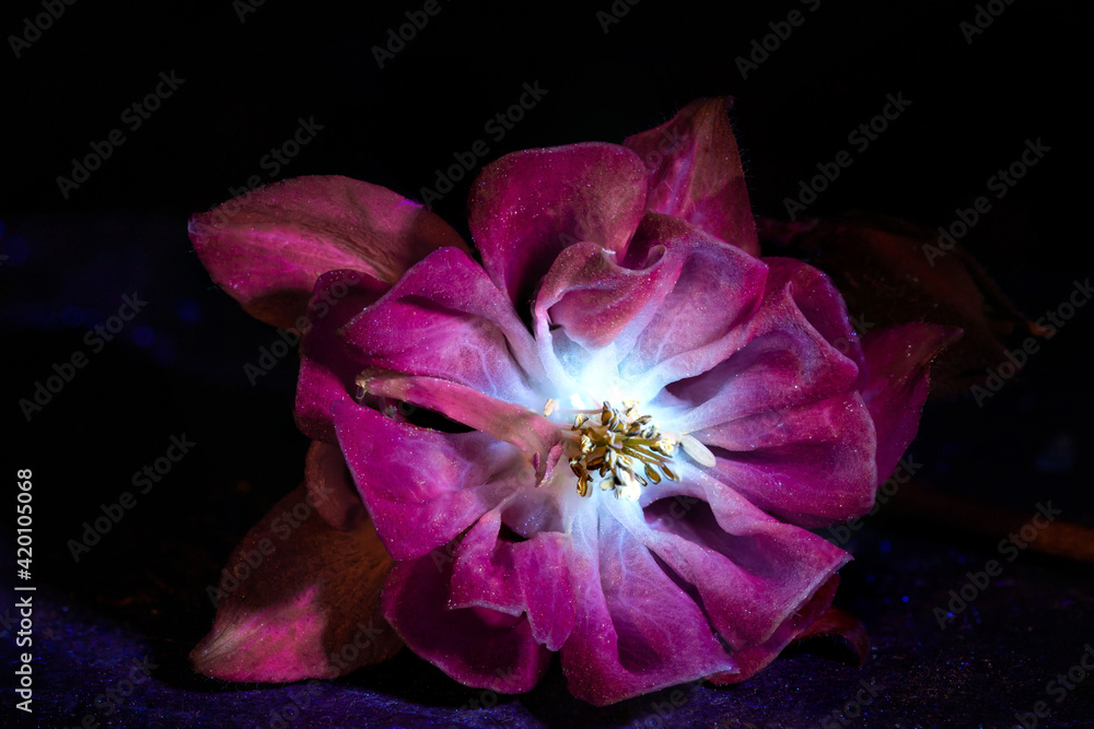 graceful lines purple flower on a dark background, design, in ultraviolet light