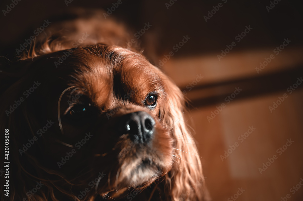 Naklejka premium A Cavalier King Charles Spaniel at a portrait picture
