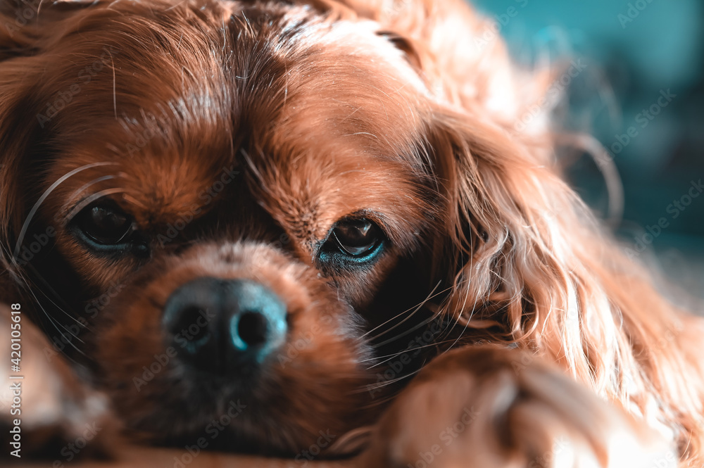 Naklejka premium A Cavalier King Charles Spaniel at a portrait picture