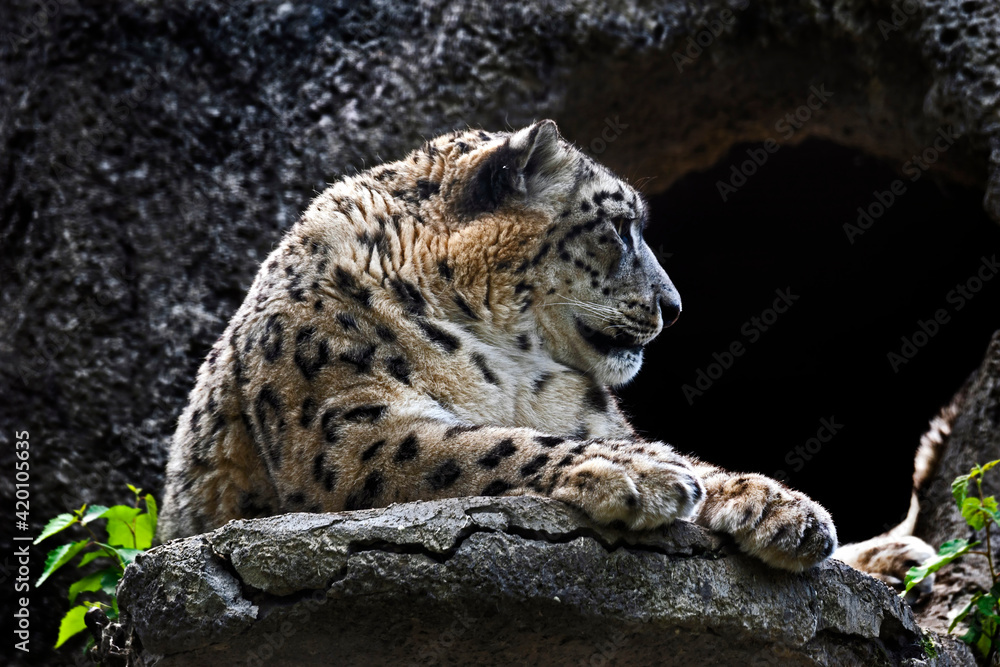 Snow leopard near the cave. Latin name - Uncia uncia	