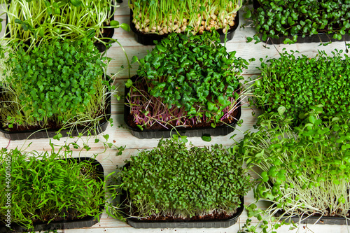 Micro greens perfect fresh vegetables, herbs and greens with high levels of antioxidants, vitamins, minerals and enzymes