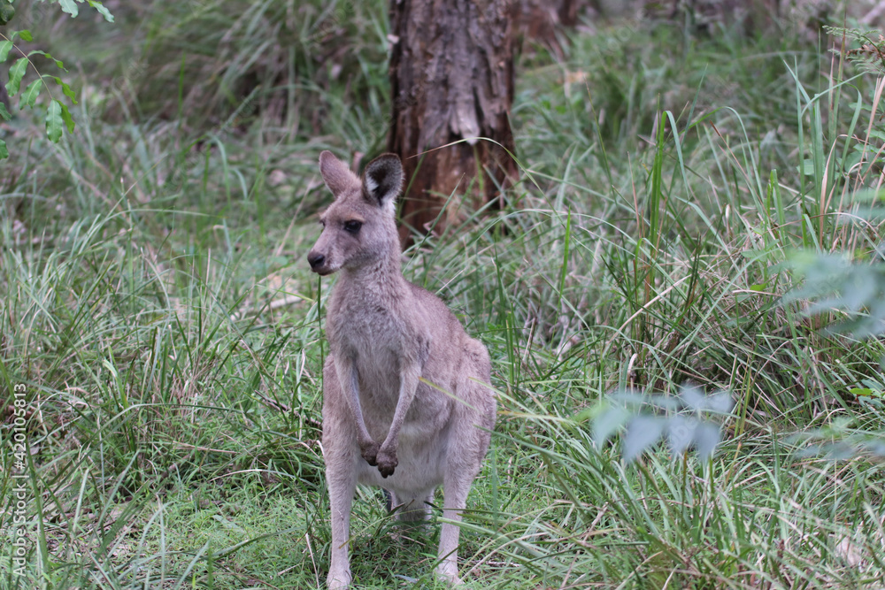 Fototapeta premium kangaroo in the wild