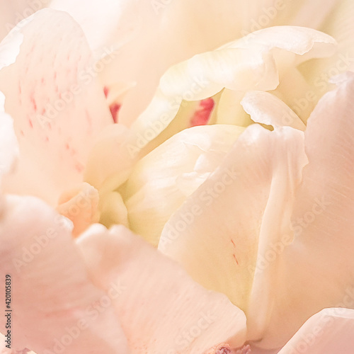 Hearth of a multi petal pale pink tulip; close-up in a romantic soft focus.