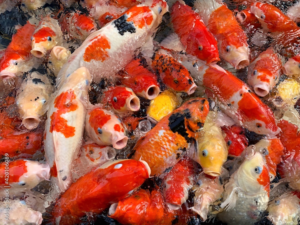 A group of beautiful koi fish in a fish pond. Feed the koi fish