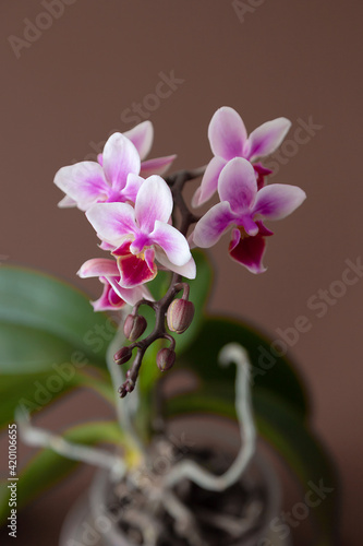 pink orchid on a brown background