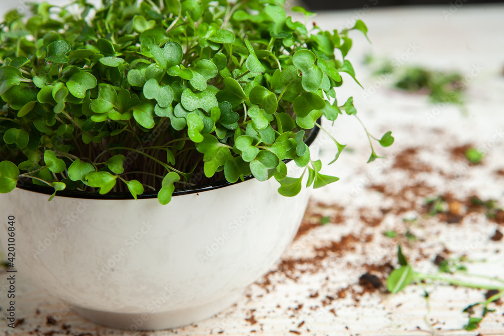 Micro greens perfect fresh vegetables, herbs and greens with high levels of antioxidants, vitamins, minerals and enzymes Micro greens perfect fresh vegetables, herbs and greens with high levels of antioxidants, vitamins, minerals and enzymes