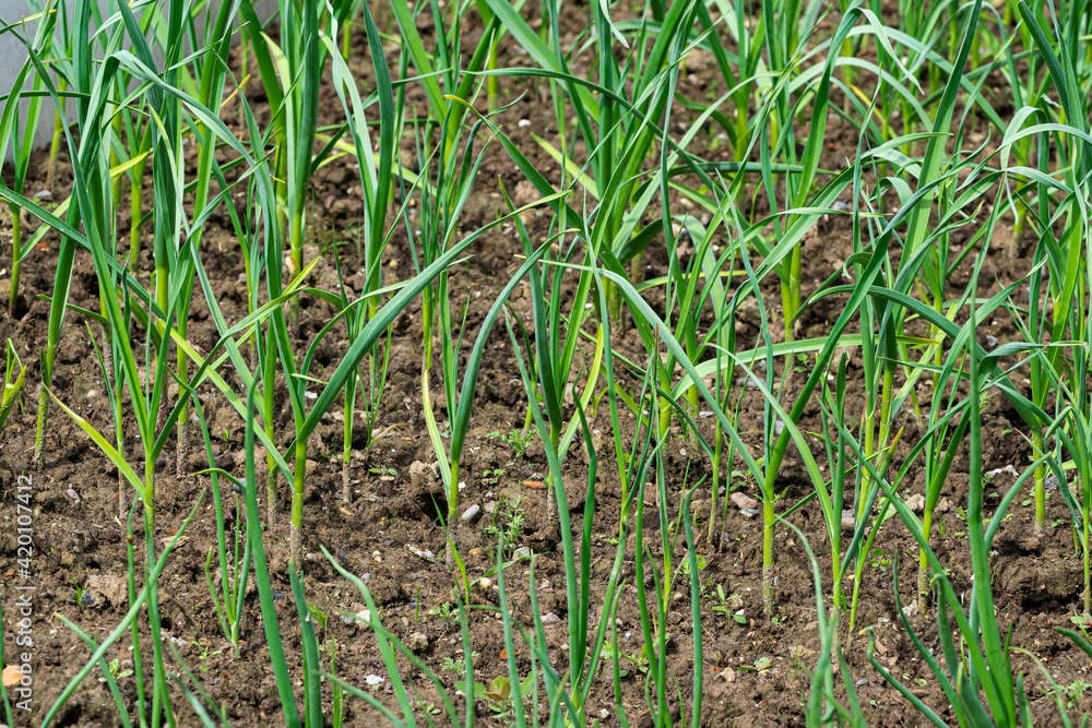 Fototapeta premium Small sprouts of winter garlic grow in the ground in the spring in the garden. Theme spring work on the land in the garden, gardening, growing crops