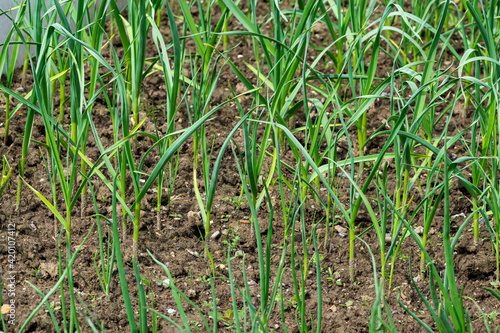 Small sprouts of winter garlic grow in the ground in the spring in the garden. Theme spring work on the land in the garden, gardening, growing crops