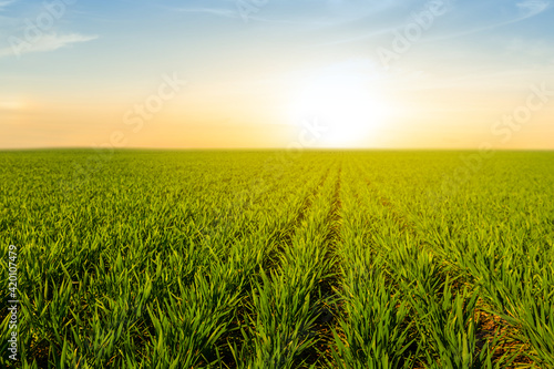 beautiful green rural field at the sunset  countryside evening scene