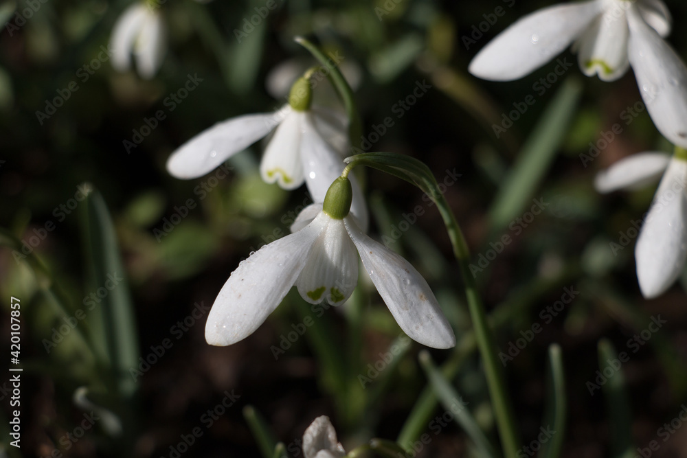 White Snowdrop flowers, Galanthus nivalis, blooming in early spring; closeup side view White Snowdrop flowers, Galanthus nivalis, blooming in early spring; closeup side view