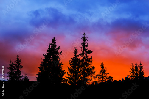 fir tree forest silhouette on dramatic sunset background