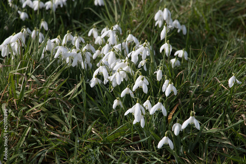 Spring flowers; White Snowdrops, Galanthus nivalis, blooming in the early spring sunshine