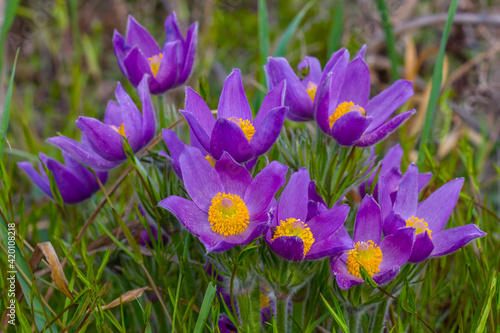 closeup violet wild bell flowers in a grass