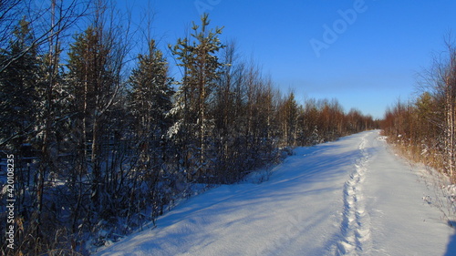 winter landscape with snow