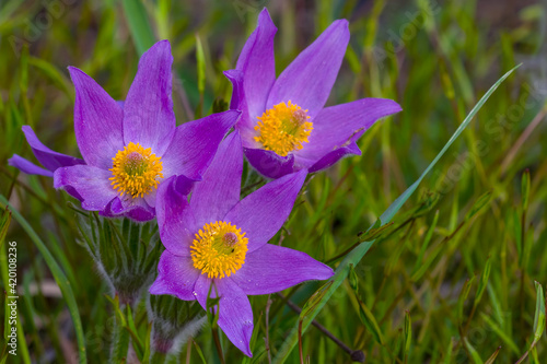 closeup violet wild bell flowers in a grass