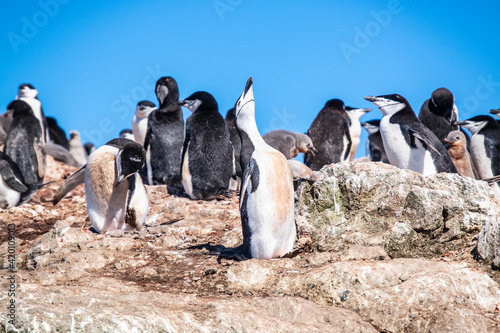 Penguins with it's babies in King George Island of Antarctica.