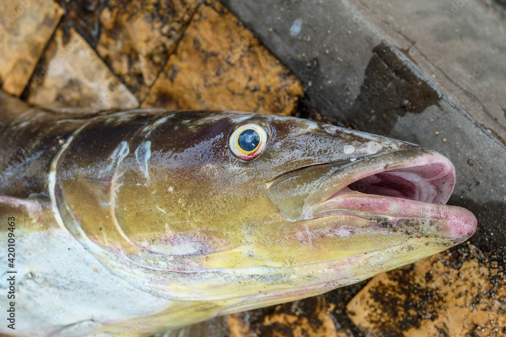 Close up view . Fresh sea fish that has just been caught by fishermen (anglers). Fresh fish. Live fish. Close up view . Fresh sea fish that has just been caught by fishermen (anglers). Fresh fish. Live fish.