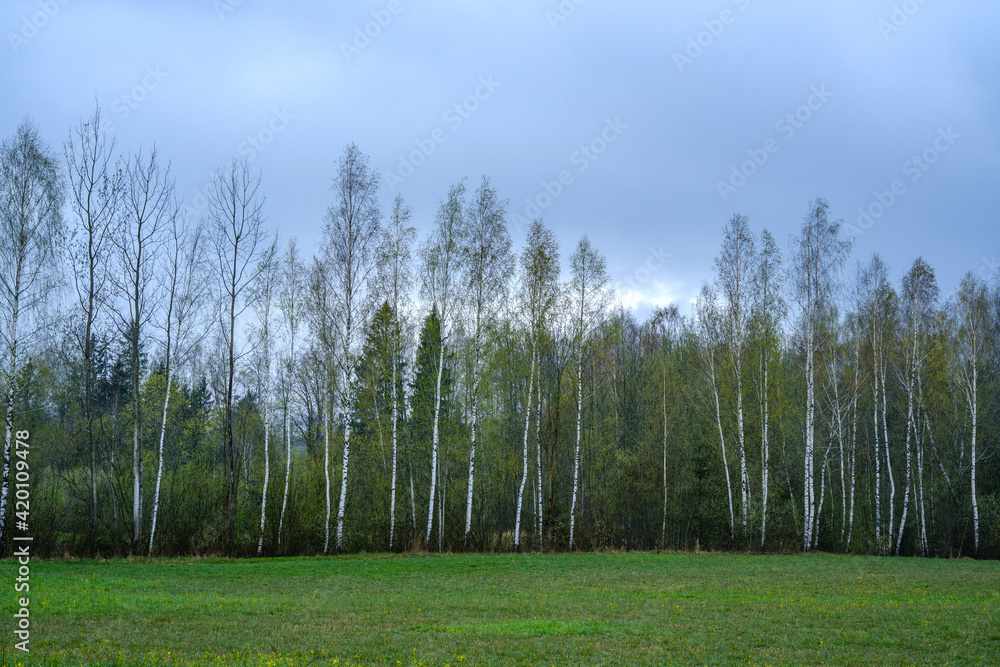 Fototapeta premium country landscape with green meadow and blue sky above
