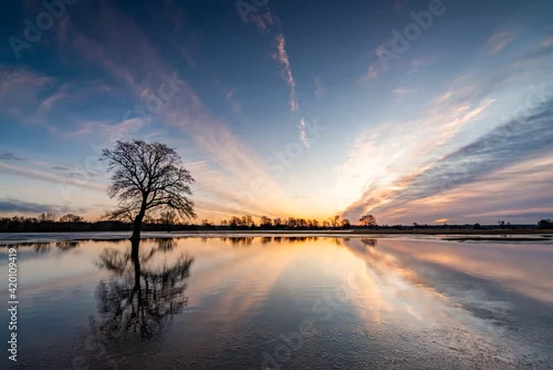 Obraz Lonely tree in the backwaters