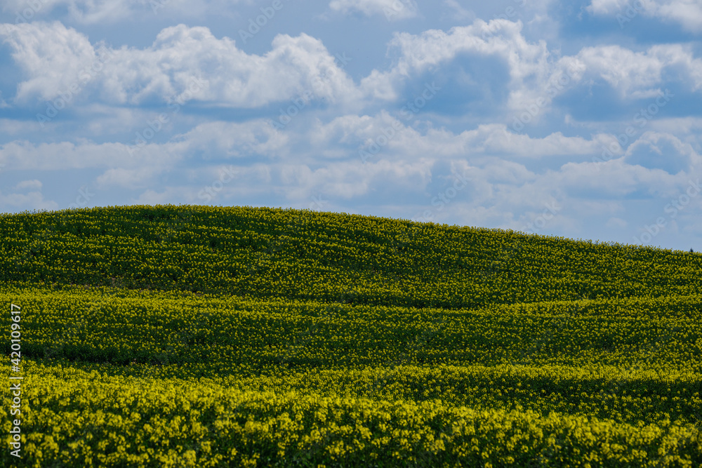 country landscape with green meadow and blue sky above country landscape with green meadow and blue sky above