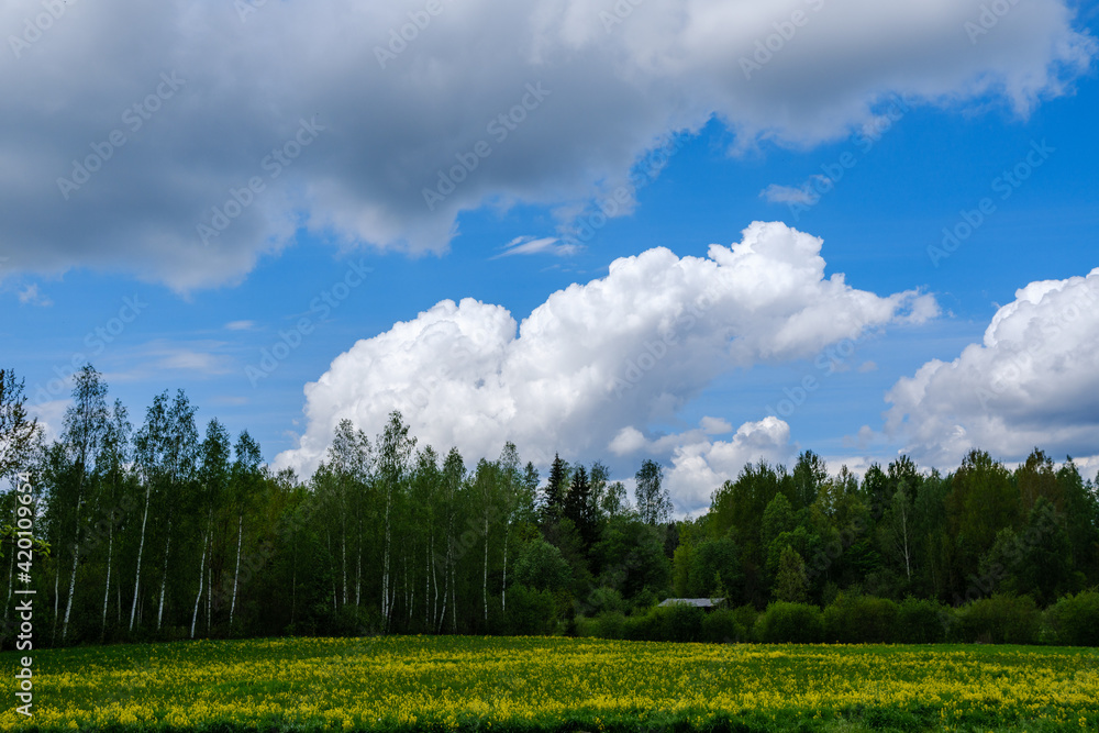 Fototapeta premium country landscape with green meadow and blue sky above
