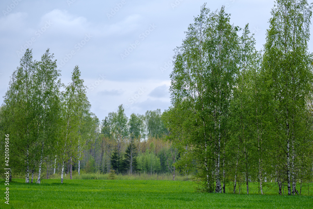 country landscape with green meadow and blue sky above country landscape with green meadow and blue sky above