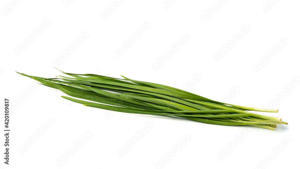 Garlic chives (Allium tuberosum) isolated on white background Garlic chives (Allium tuberosum) isolated on white background