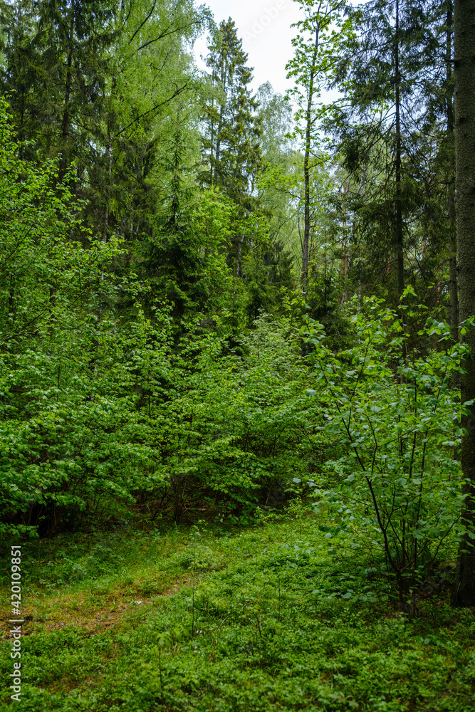 green forest lush with leaves, foliage and bush texture in summer