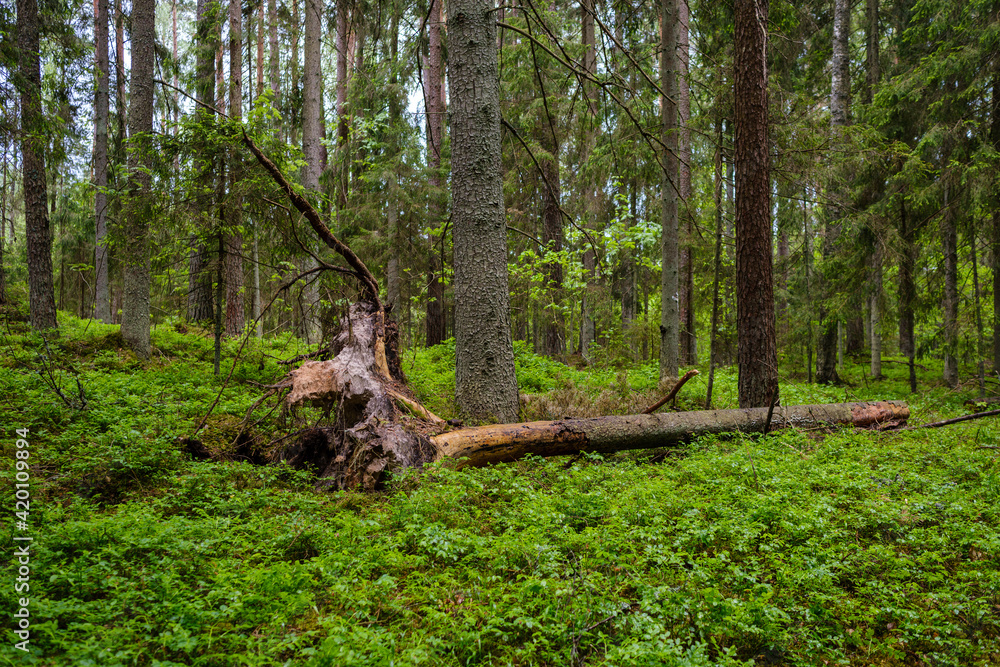 green forest lush with leaves, foliage and bush texture in summer green forest lush with leaves, foliage and bush texture in summer